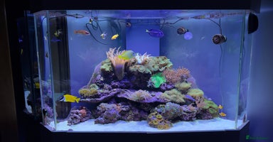 Other/Mixed Breed fish - Advert 4