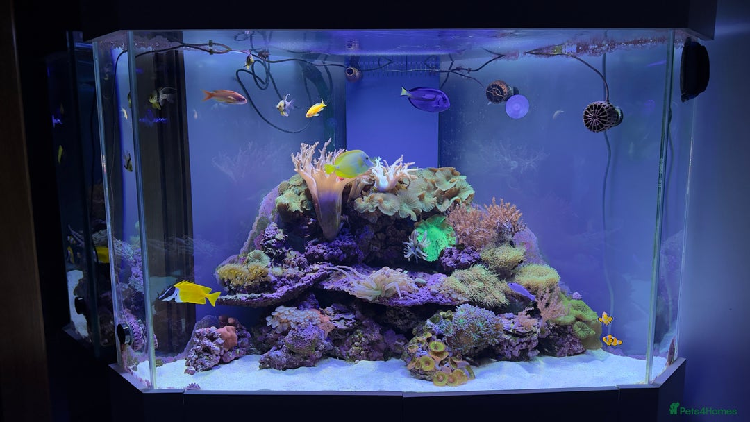 Other/Mixed Breed fish for sale:  600L Full Reef System With Fish & Corals - Image 2