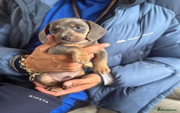 Miniature Dachshund dogs for sale: Miniature dachshunds! - Image 2