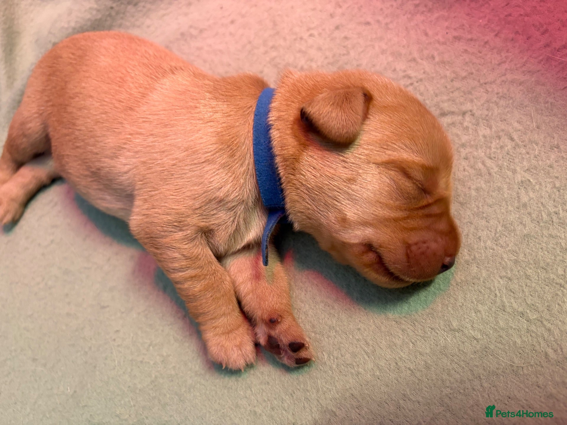 Labrador Retriever dogs 7 KC Reg Labrador champion bloodline Puppies - Advert 2