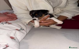 Jack Russell dogs for sale: Jack Russell Pure Breed Puppy’s  - Image 7