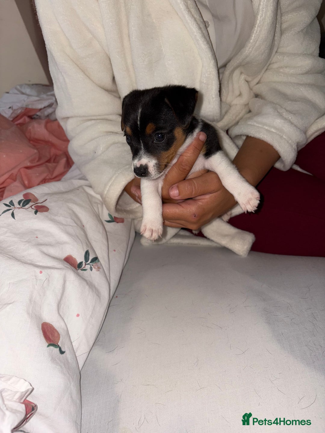 Jack Russell dogs for sale: Jack Russell Pure Breed Puppy’s  - Image 7