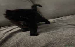 Mixed Breed cats for sale: Gorgeous male fluffs  - Image 4