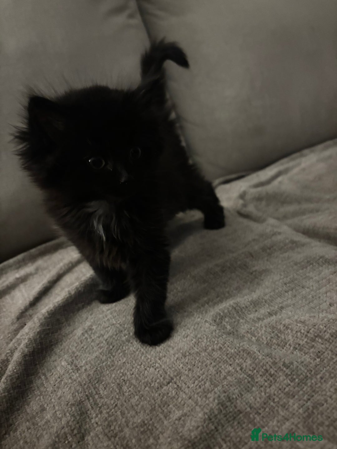Mixed Breed cats for sale: Gorgeous male fluffs  - Image 4