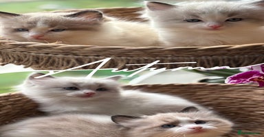 Ragdoll cats Beautiful two GCCF kittens. Blue Bicolour Ragdolls - Advert 2