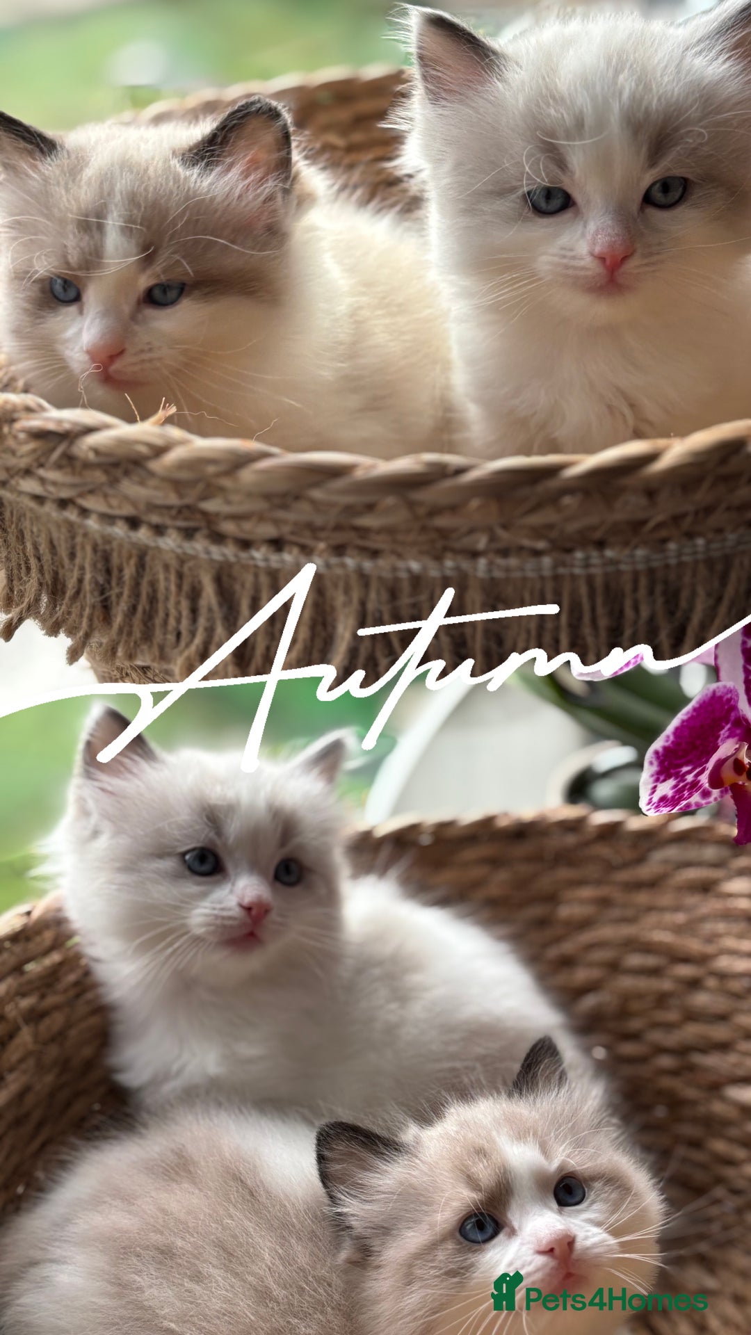 Ragdoll cats for sale: Beautiful two GCCF kittens. Blue Bicolour Ragdolls - Advert 17