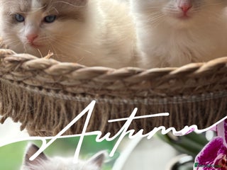 Ragdoll cats - Advert 4