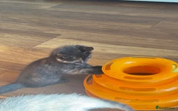 Mixed Breed cats for sale: Kittens (£250-£80) - Image 19