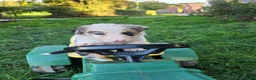 Border Collie dogs for sale: 8 Absolutely stunning Puppies Looking for new home in Montgomery - Advert 7