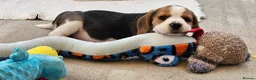 Beagle dogs for sale: Stunning KC Registered Beagle Pups- Ready 24.08.26 in Thirsk - Advert 27