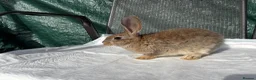 Mixed Breed rabbits for sale: Continental giant X - Advert 4