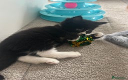 Mixed Breed cats for sale: Mixed breed kittens - Image 8