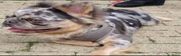 French Bulldog dogs for stud: Lucky Luciano the fluffy Merle French bulldog - Advert 3