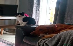 Labrador Retriever dogs for stud: Sir Bonzo - Image 6