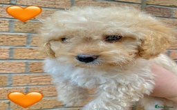 Cavapoo dogs for sale: 💖 Top Quality F1B Cavapoo Puppies DNA TESTED 💖 - Image 12