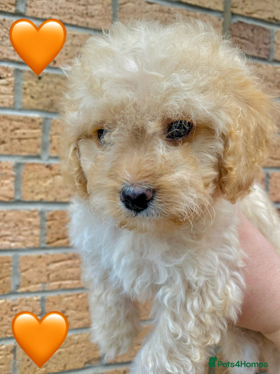 Cavapoo dogs for sale: 💖 Top Quality F1B Cavapoo Puppies DNA TESTED 💖 - Image 12