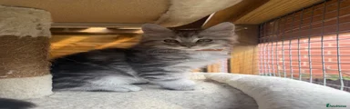 Maine Coon 4