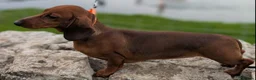 Miniature Dachshund dogs for sale: Miniature dachshund  - Advert 1