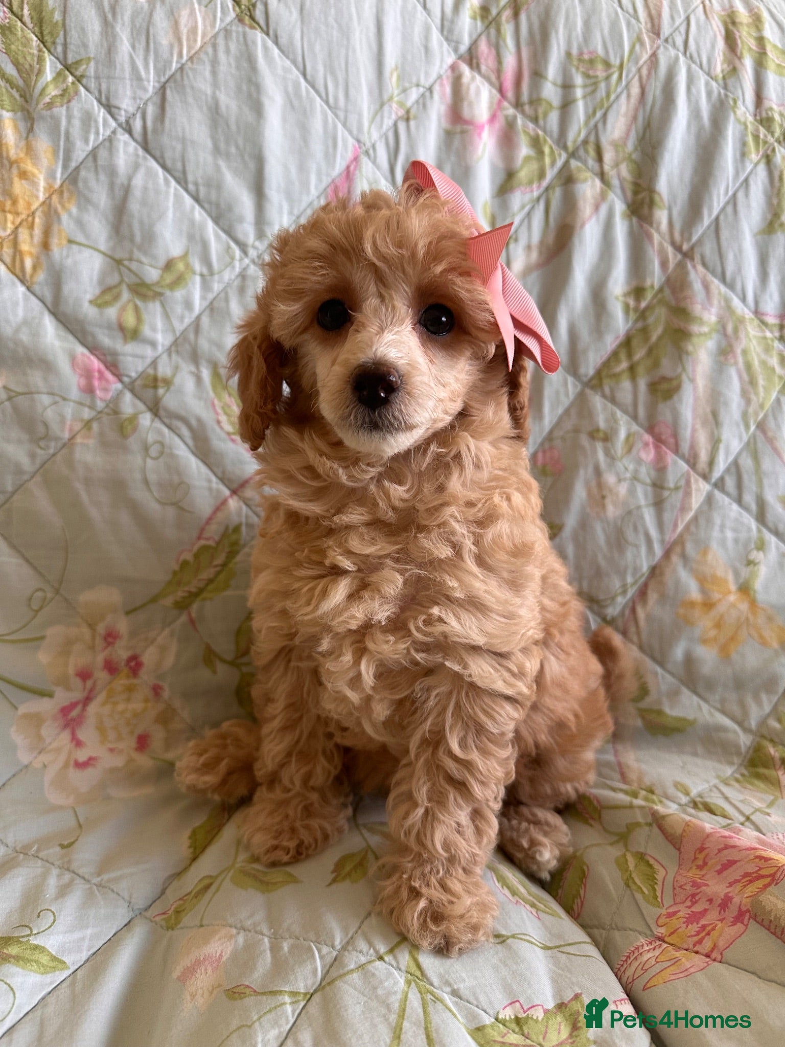 Toy Poodle dogs 🐩 extensively health tested Kc Toy poodle Puppies - Advert 11