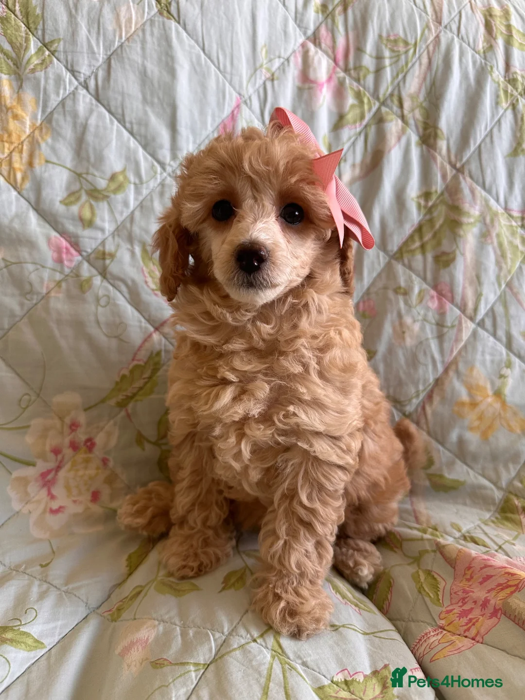 Toy Poodle dogs for sale: 🐩 extensively health tested Kc Toy poodle Puppies - Advert 1