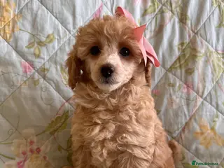 Toy Poodle dogs 🐩 extensively health tested Kc Toy poodle Puppies - Advert 11