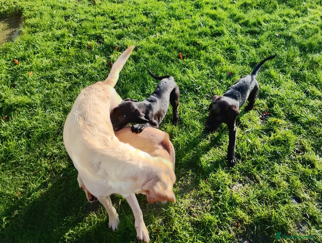 Labrador Retriever dogs for sale: Labrador Puppies for Sale  - Advert 3