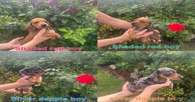Miniature Dachshund dogs - Advert 4