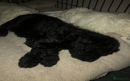 Cockapoo dogs for sale: Cockerpoo f1b puppies for sale  - Image 10