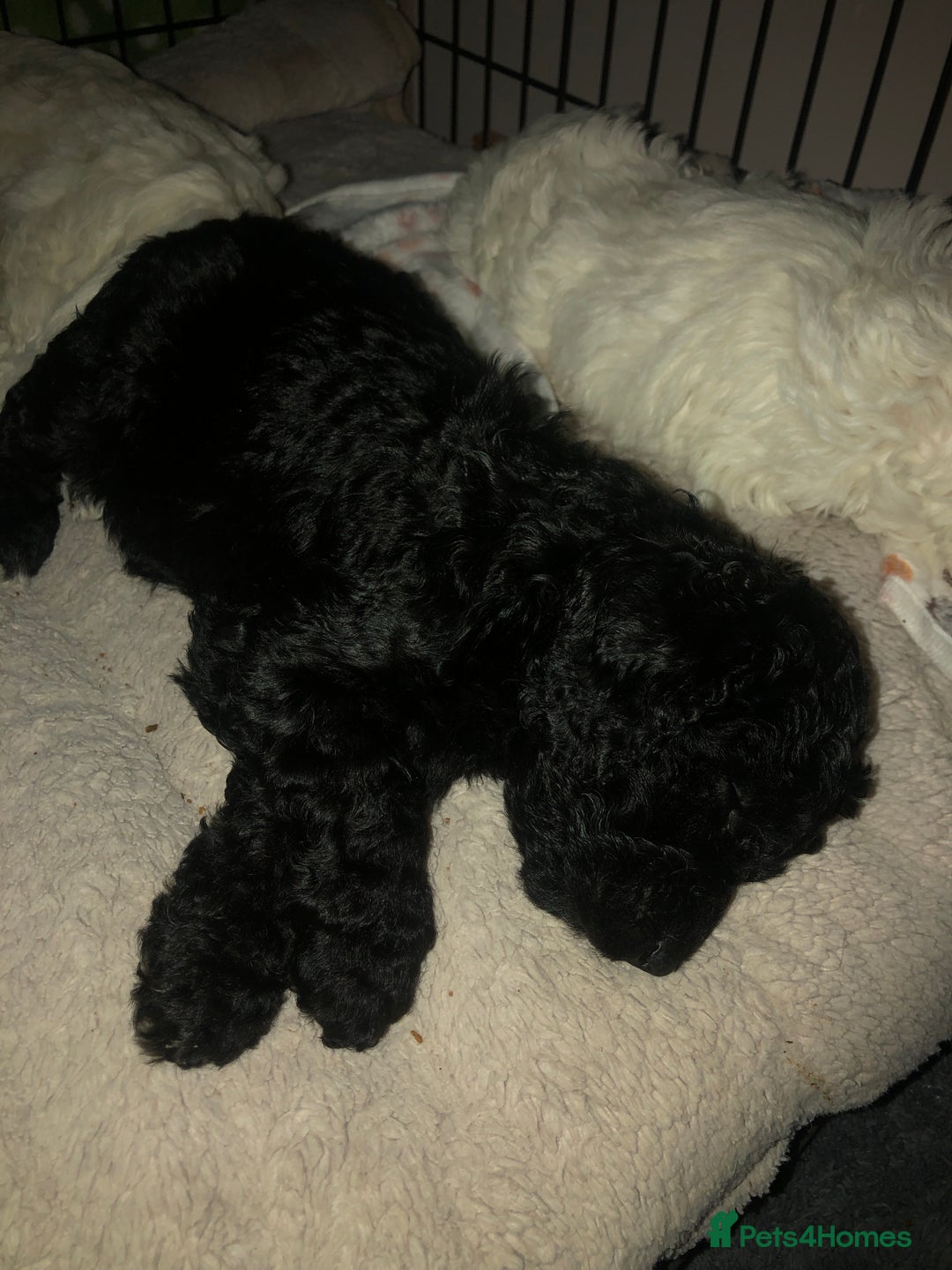 Cockapoo dogs for sale: Cockerpoo f1b puppies for sale  - Image 10