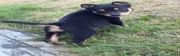 Australian Kelpie dogs for sale: Pure Bred Kelpie pups - Advert 20