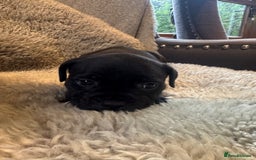 Staffordshire Bull Terrier dogs for sale: High Quality Blue & Black Staffy Puppies - Image 8