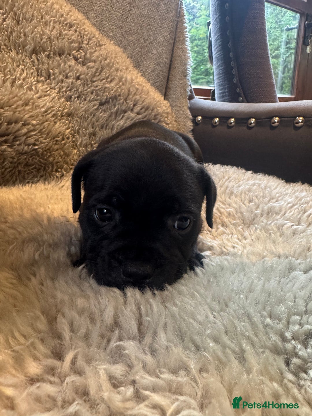 Staffordshire Bull Terrier dogs for sale: High Quality Blue & Black Staffy Puppies - Image 8