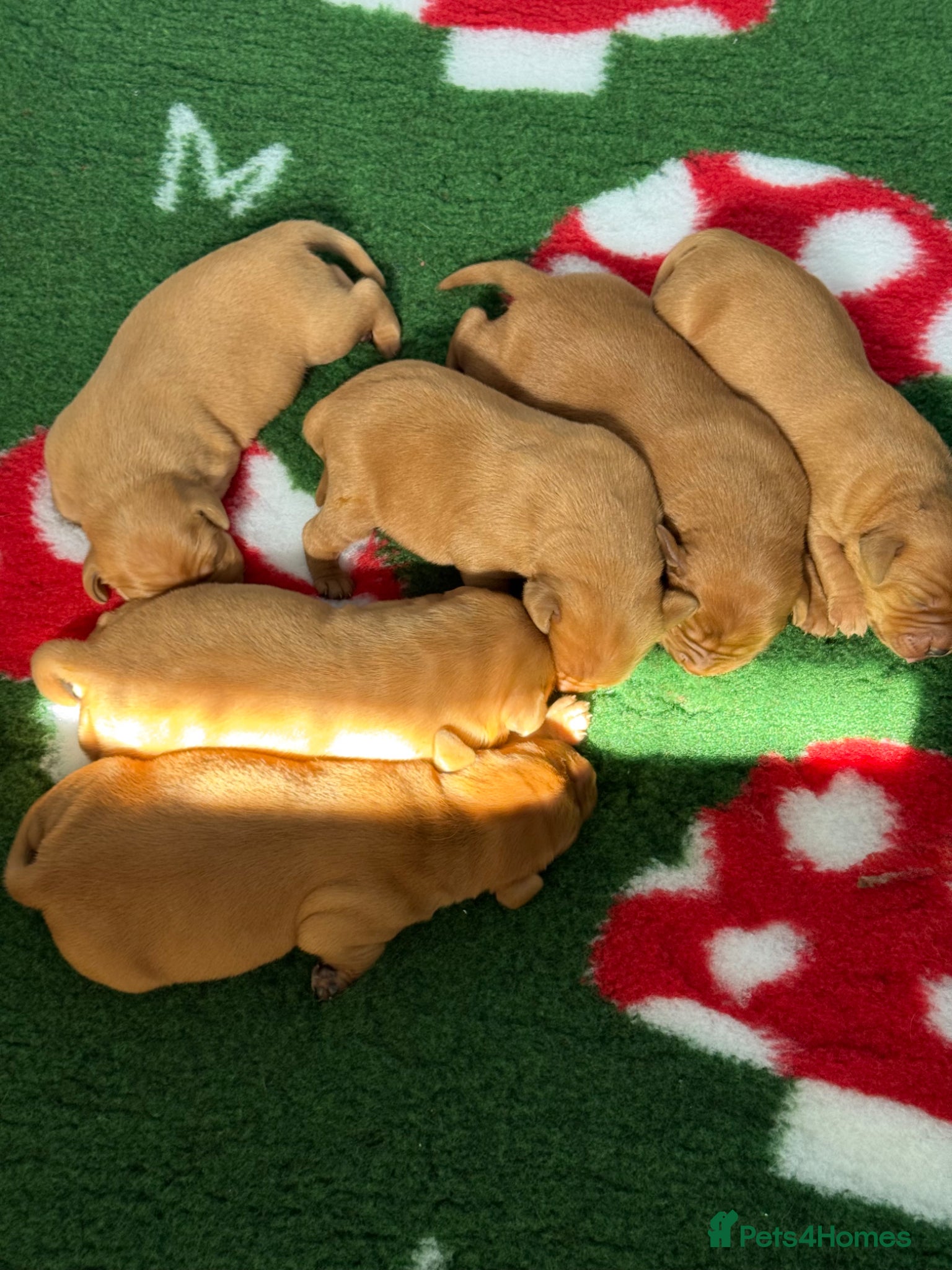 Labrador Retriever dogs for sale: KC litter of Fox Red Labradors  - Advert 9