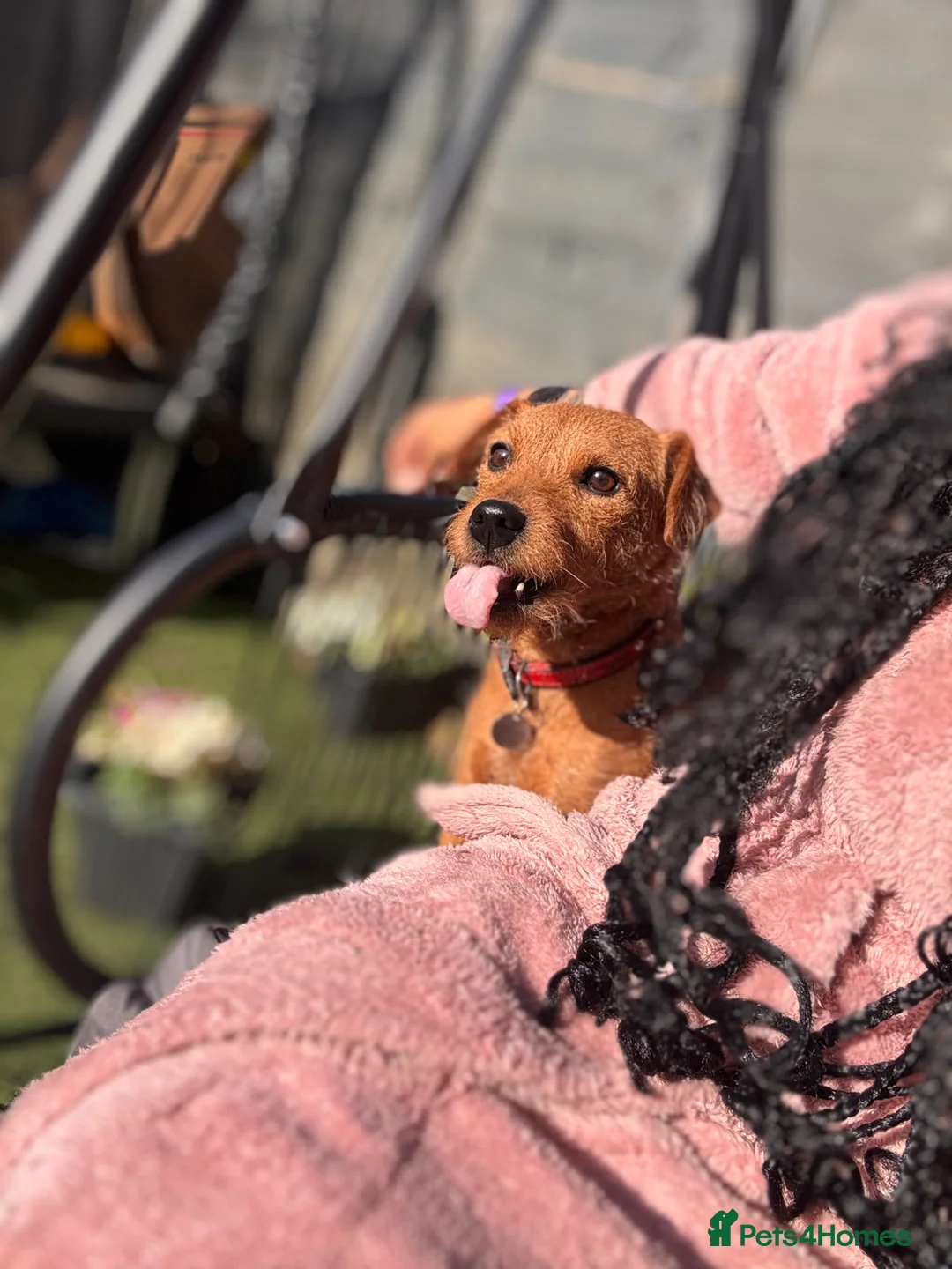Patterdale Terrier dogs for stud: First litter  - Advert 3