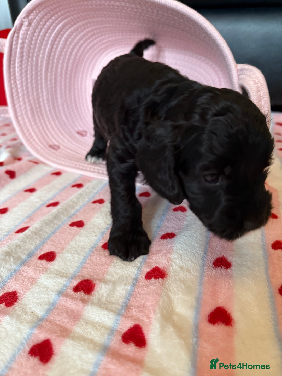 Cockapoo dogs for sale: Beautiful Cockapoo Puppies  - Advert 5