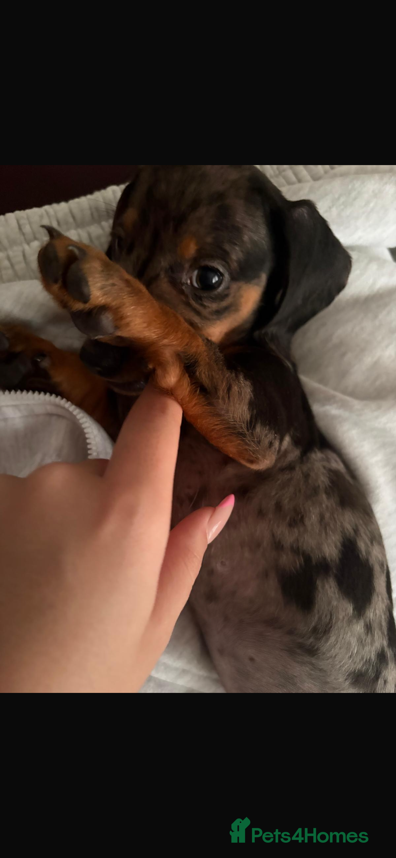 Dachshund dogs Beautiful dachshund puppy  - Advert 7