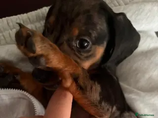 Dachshund dogs Beautiful dachshund puppy - Advert 7