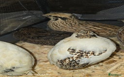 Quail poultry for sale: 🌟 Adult Quails for Sale! 🌟 - Image 14
