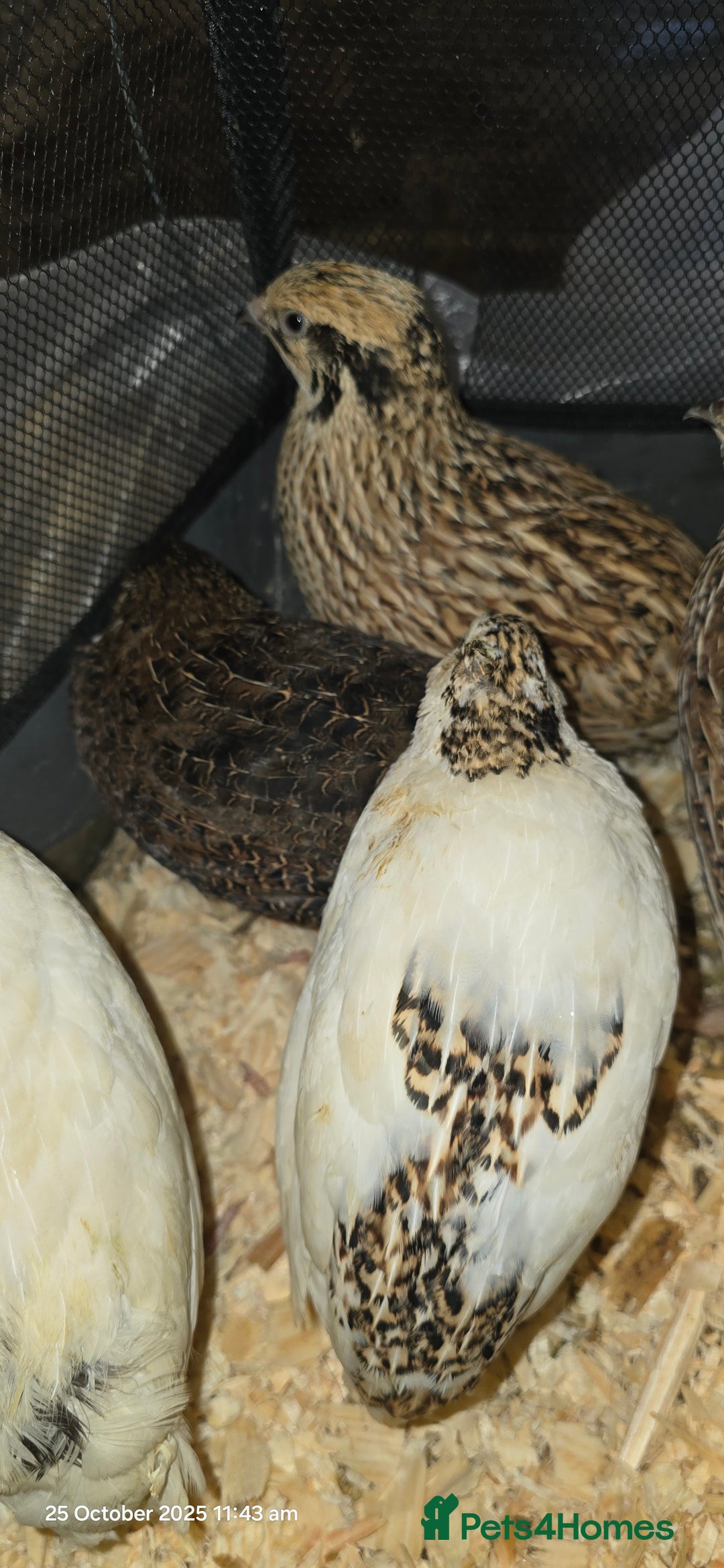 Quail poultry for sale: 🌟 Adult Quails for Sale! 🌟 - Image 14