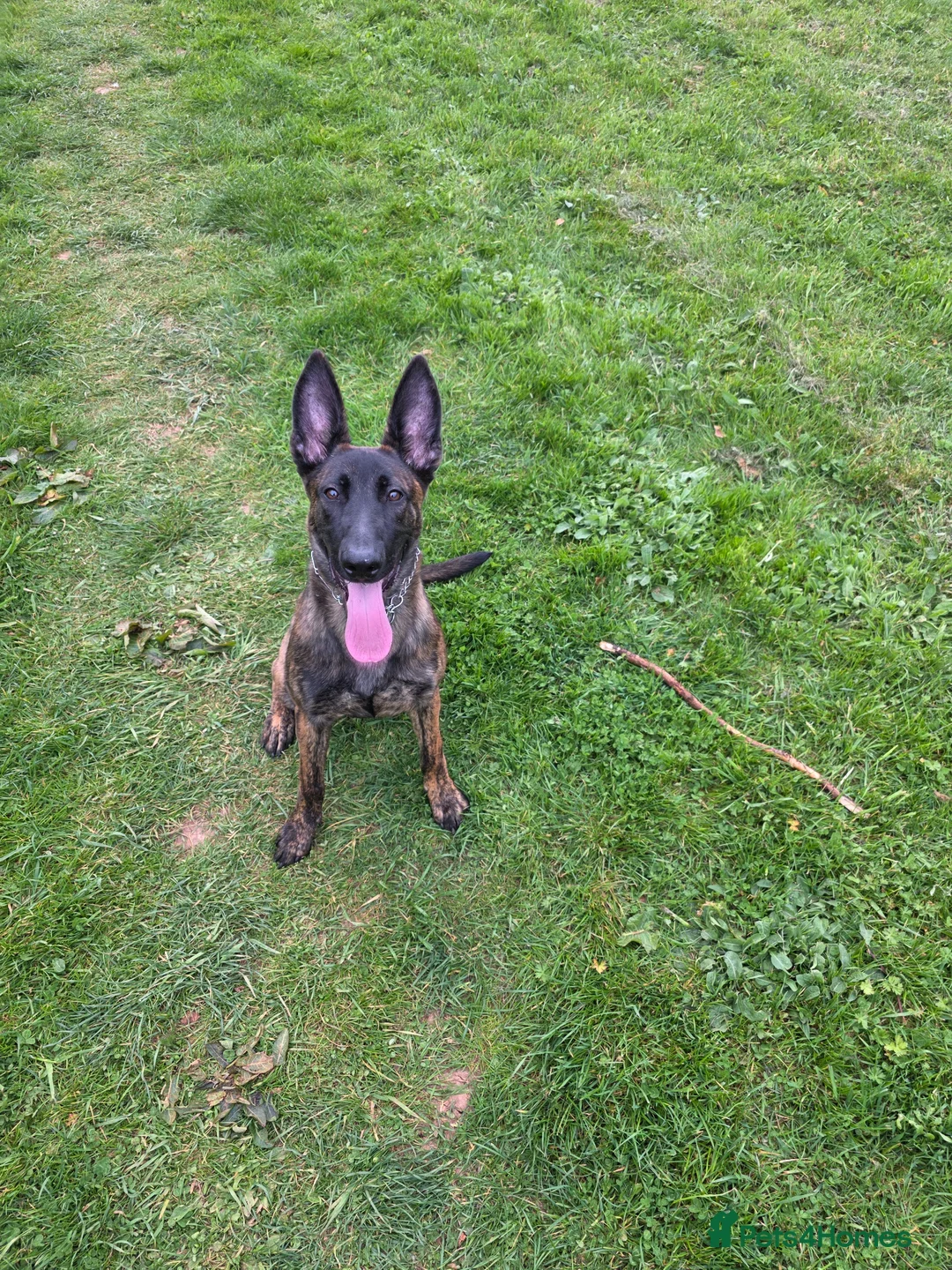 Belgian Shepherd Dog dogs for sale: Puppy for sale - Advert 2