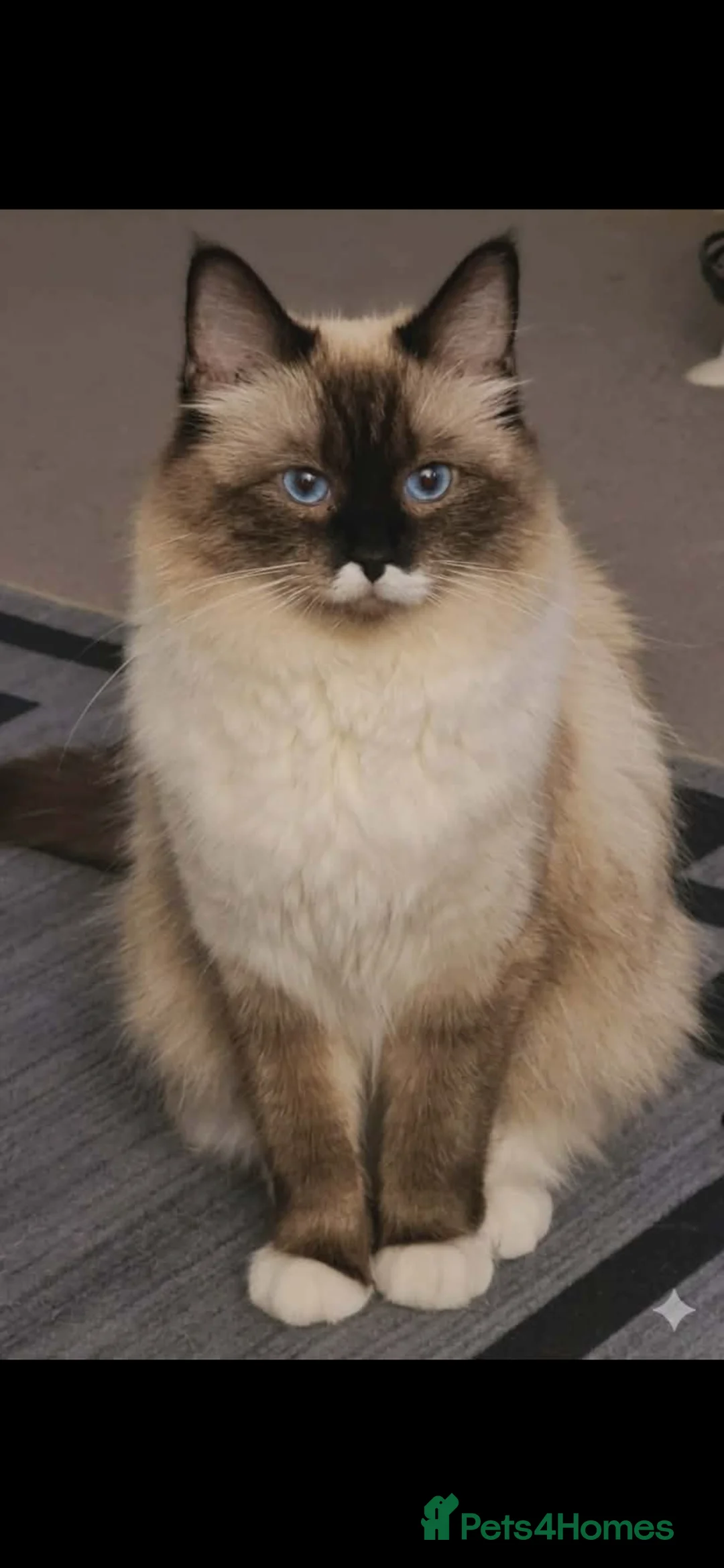 Ragdoll cats for sale: Perdoll - Advert 1