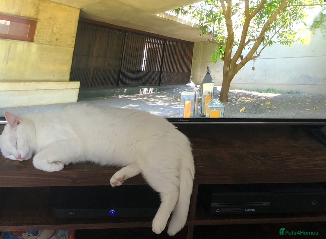 Domestic Shorthair cats for sale: Female cat looking for forever home  - Image 3