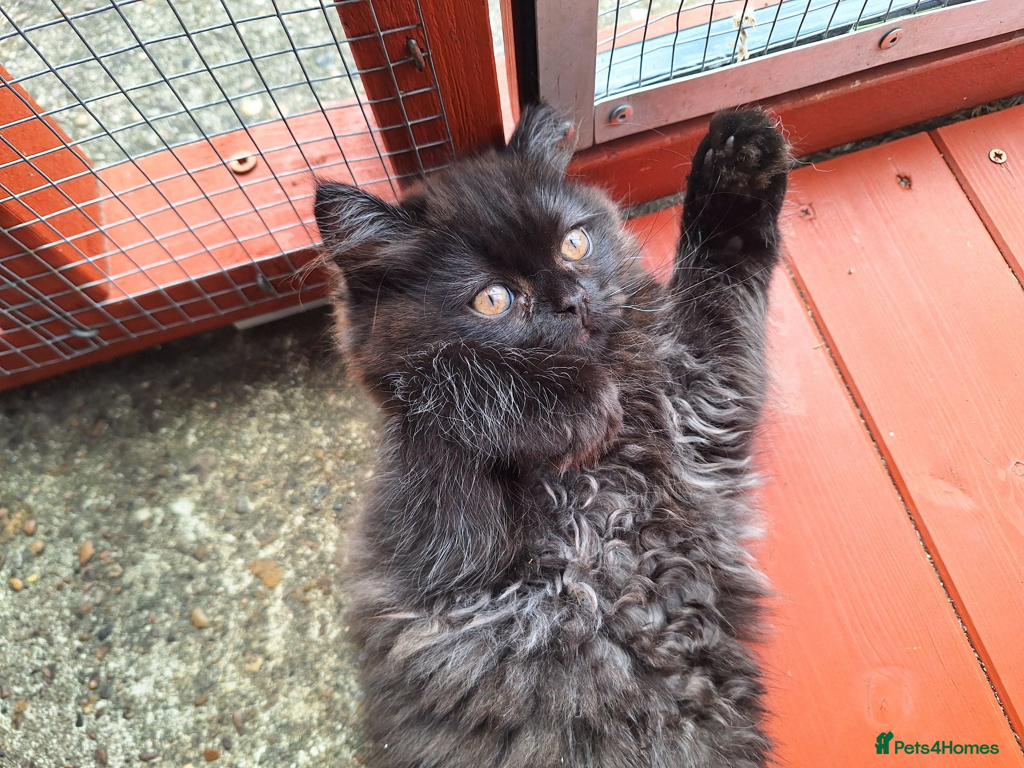 Mixed Breed cats Beautiful Black Ragdoll x Persian Kitten Ready Now - Advert 2