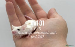 Mouse rodents for sale: fancy mice - (please read the description).  - Image 1