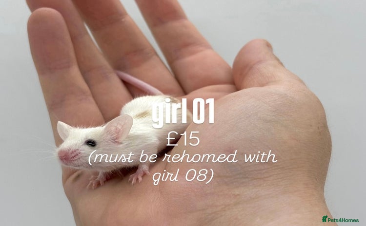 Mouse rodents - Advert 1