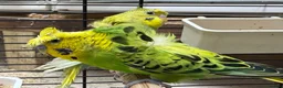 Budgerigars birds for sale: Helicopter Budgies for sale  - Advert 6