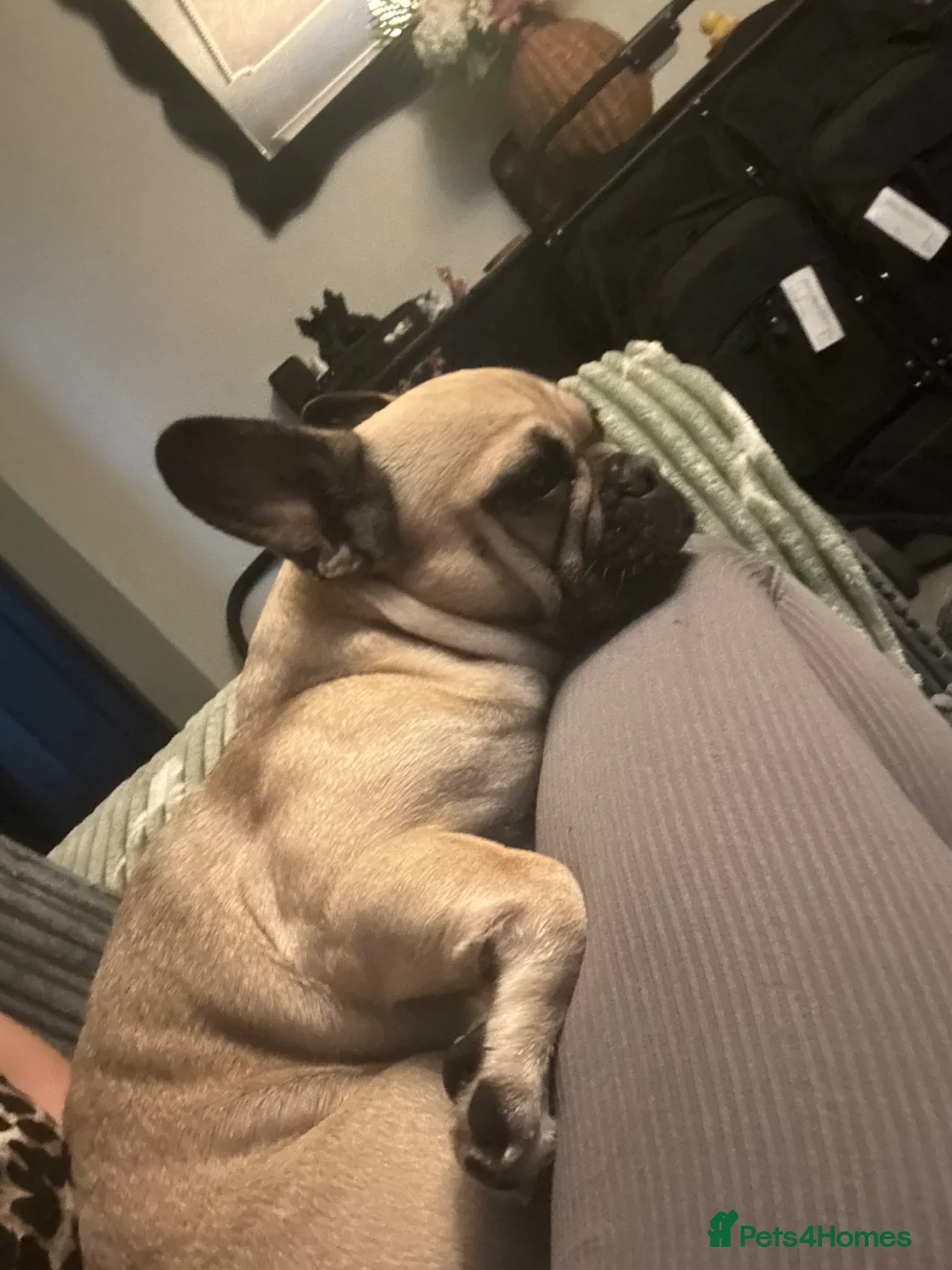 Frug dogs for sale: Frenchi x pug - Advert 3
