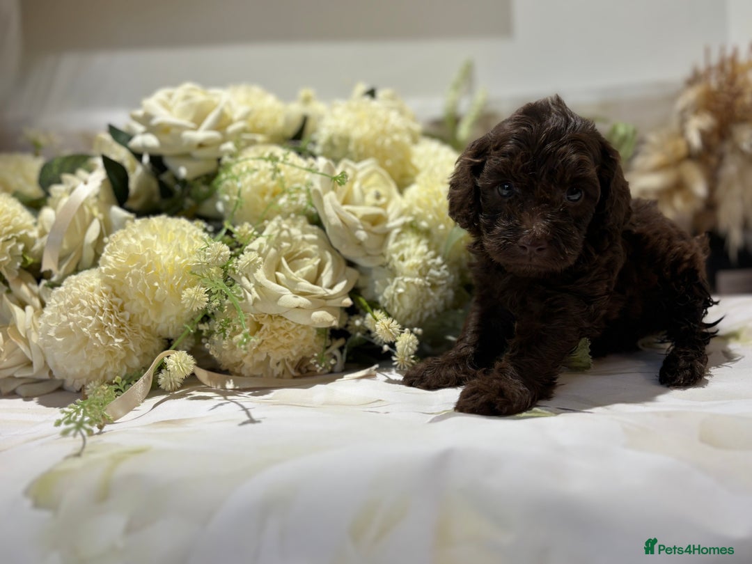 Cockapoo dogs for sale: Beautiful Cockapoo puppies  - Image 6