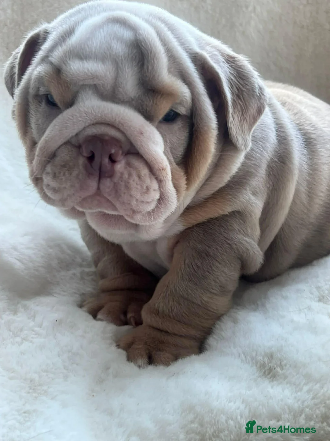 English Bulldog dogs for sale: English Bulldog  - Advert 3