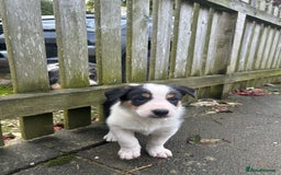 Border Collie dogs for sale: Welsh Red/Tri Coloured Collie Pups For Sale - Image 13